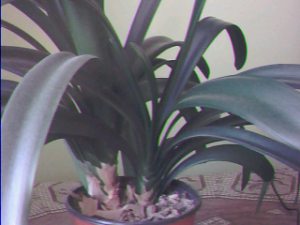  Snímek 3:  "Flora" formát RGB 565 (320x240)
